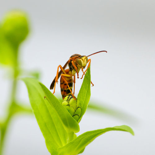 Wasp on a green leaf in Mount Eliza garden