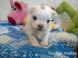 Macho 01
