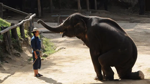 ¿Cómo Domar a un Elefante Salvaje?