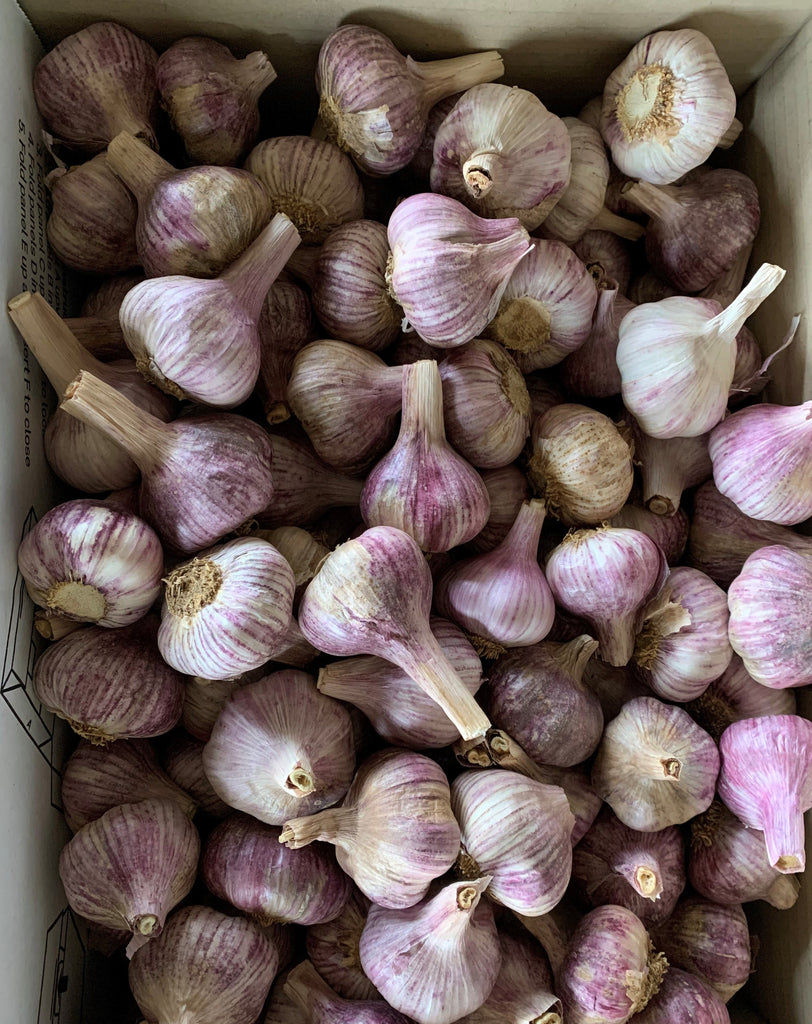 Spanish roja garlic