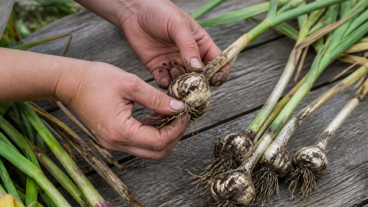 Troubleshooting Hardneck Garlic Diseases: A Step-by-Step Guide