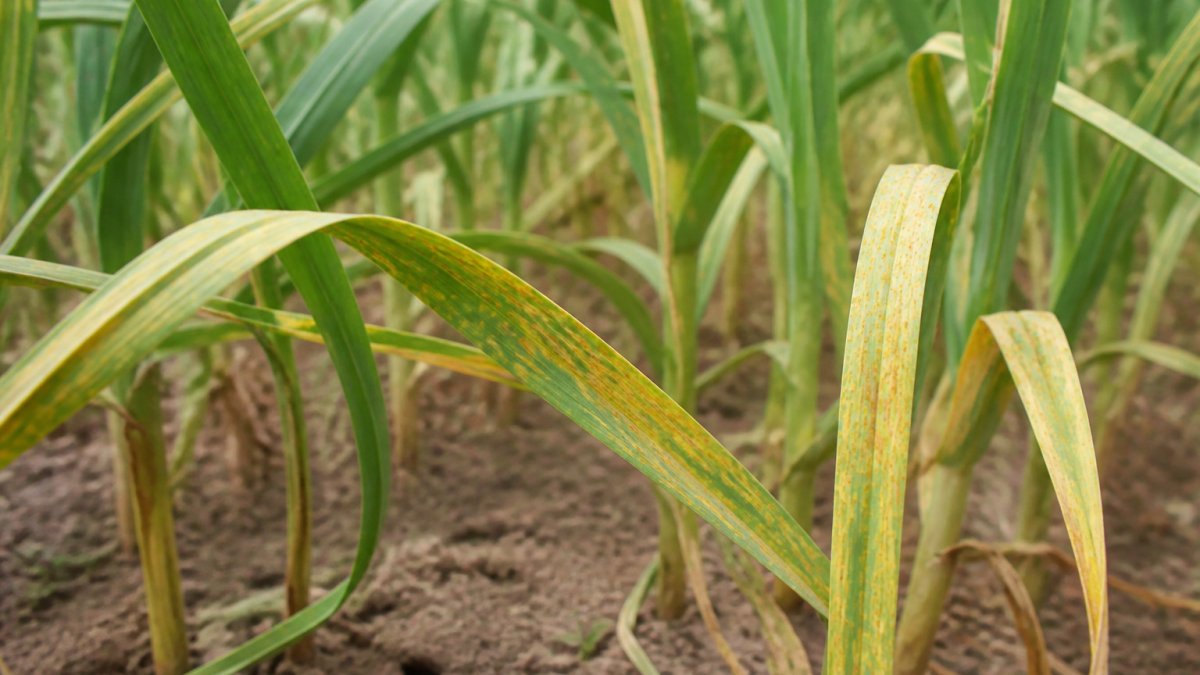 7 Early Signs of Garlic Rust to Check For Now