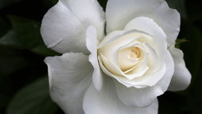 11. The practice of singleness