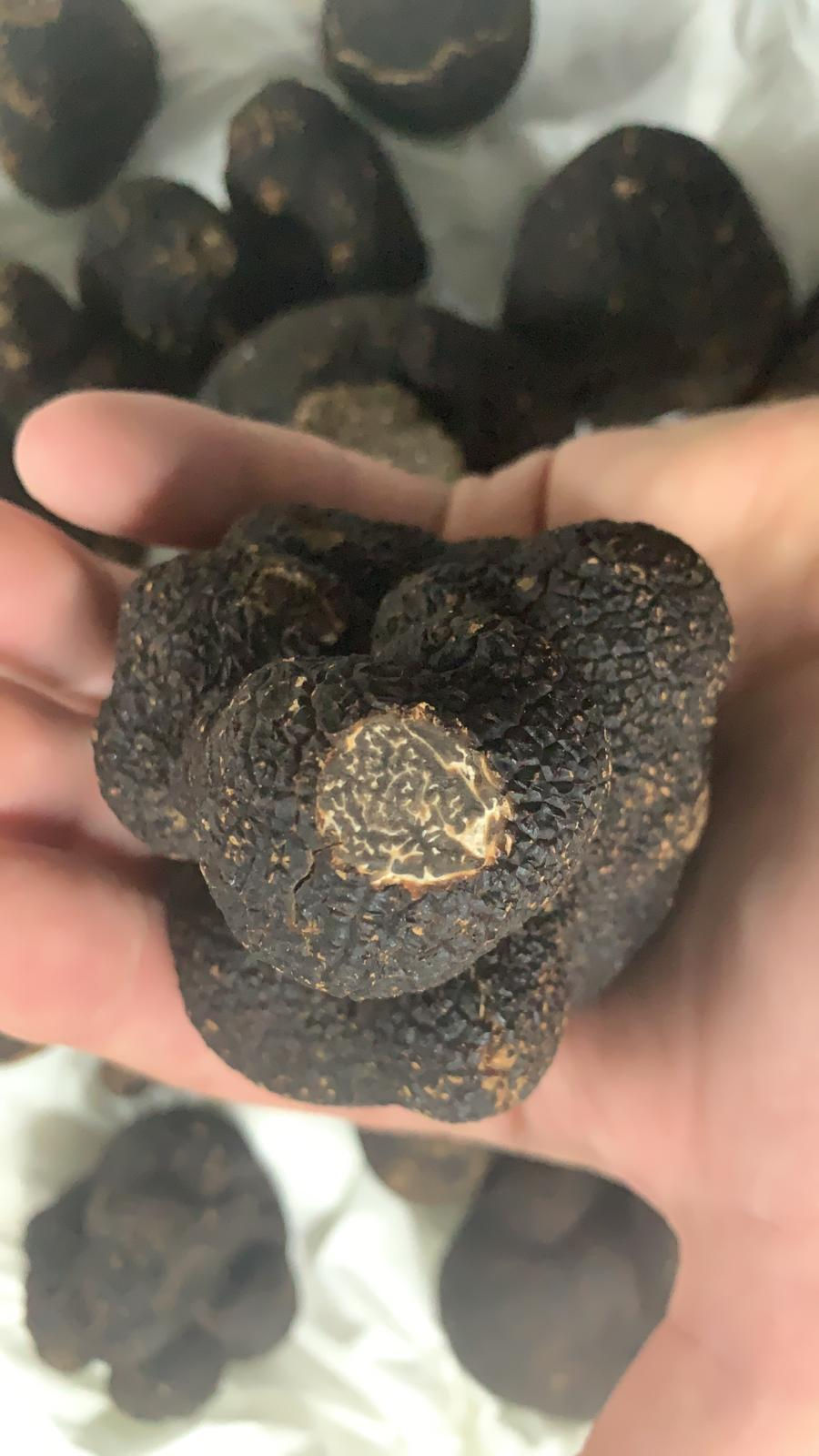 Umbria: terra di tartufi. Il tartufo nero pregiato umbro. Dove trovarlo