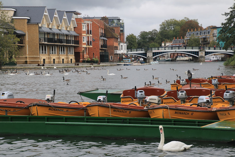 Windsor