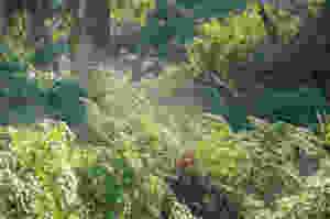 Bushy understory with fog