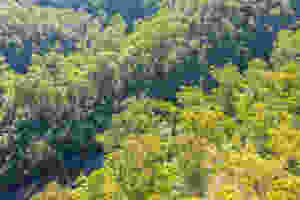 View of Tyers River Gorge from Peterson's Lookout