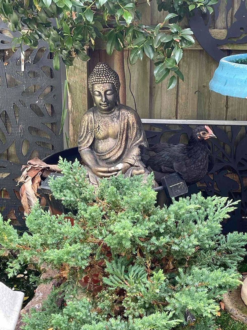 A young Australorp chicken sitting next to a Buddha statue
