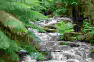 A flowing creek
