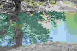 Pine tree with lake in the background