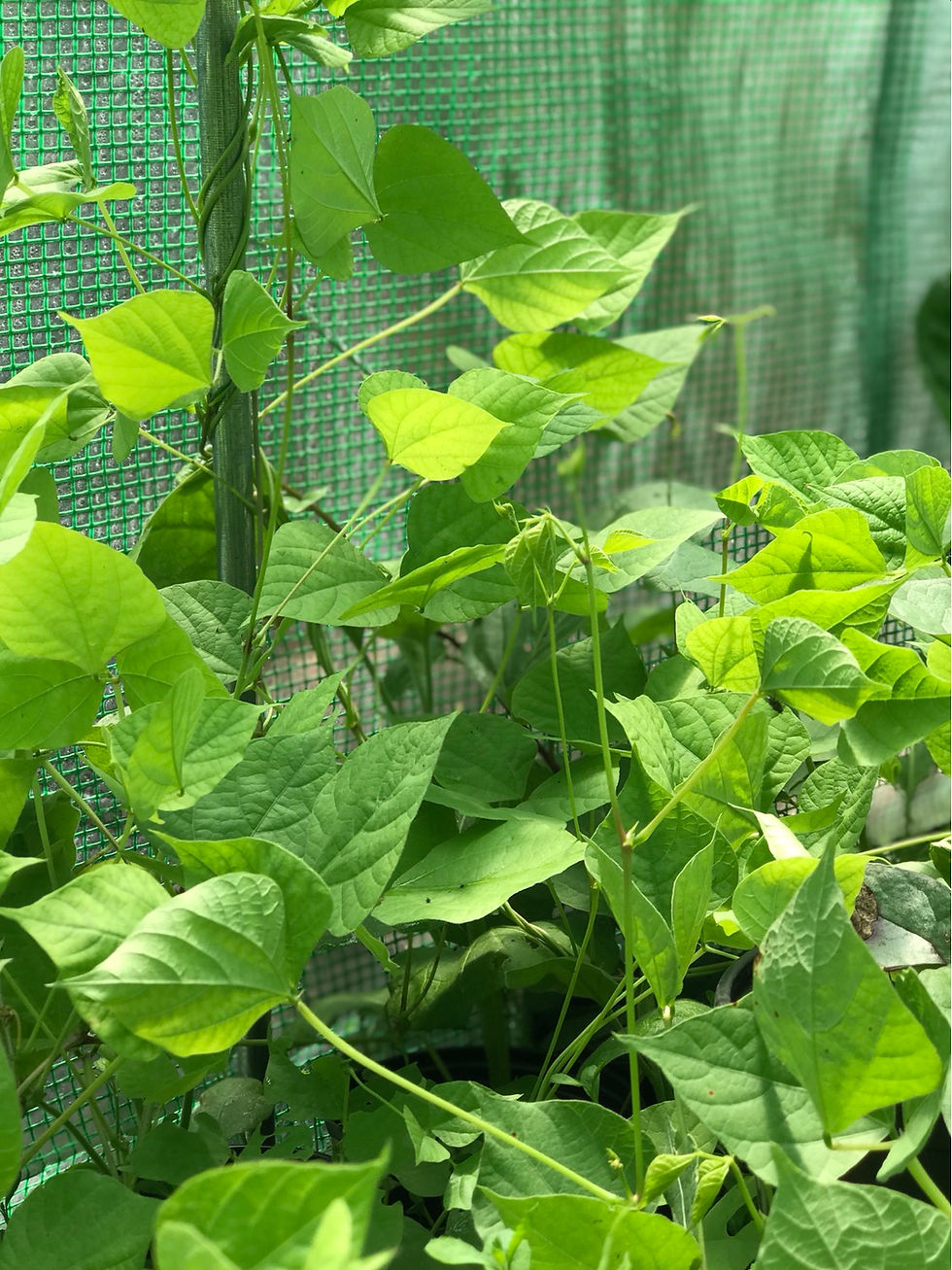 Thumbnail: Hyacinth Bean, Akahana Fujimame - Lablab purpureus