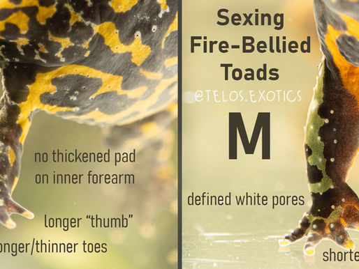 How to Sex Fire-Bellied Toads