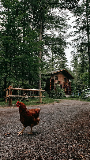 Log Cabin Co..jpg