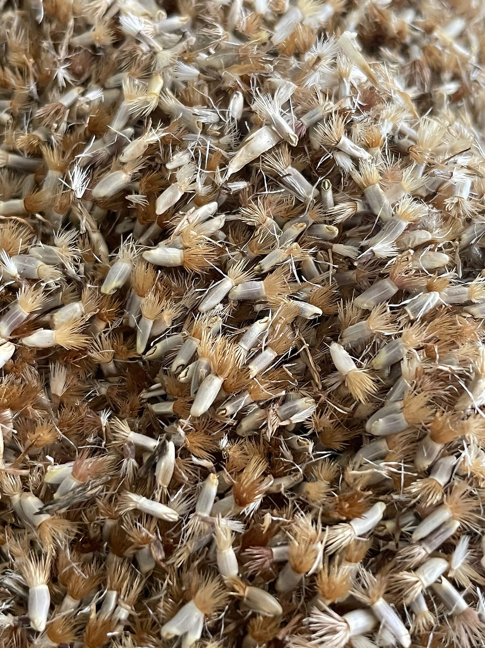 Thumbnail: Bachelor Button Seed mix