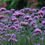 Thumbnail: Purple Top Verbena