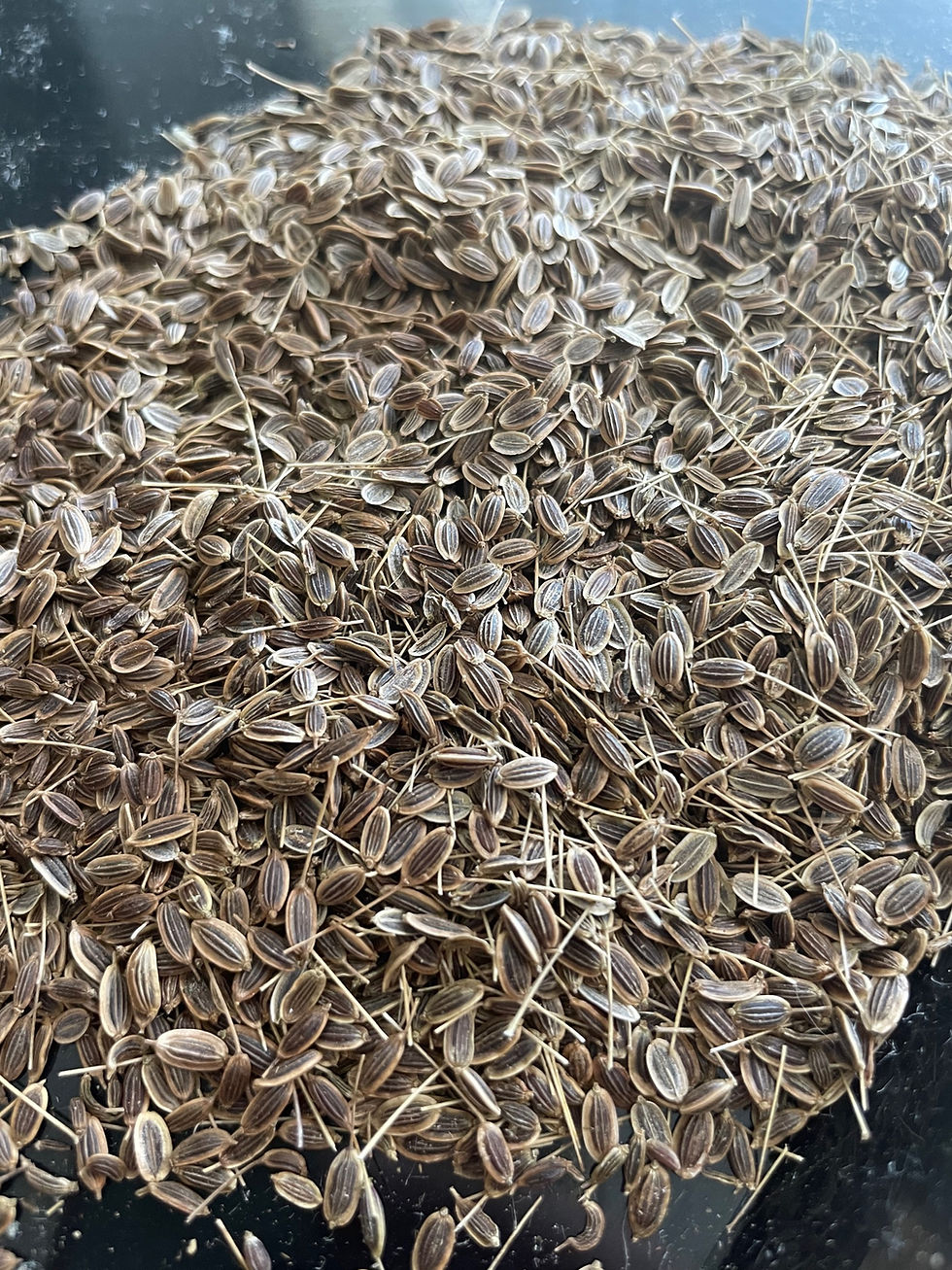 Thumbnail: Mammoth Dill Seed