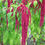 Thumbnail: Love Lies Bleeding Amaranth