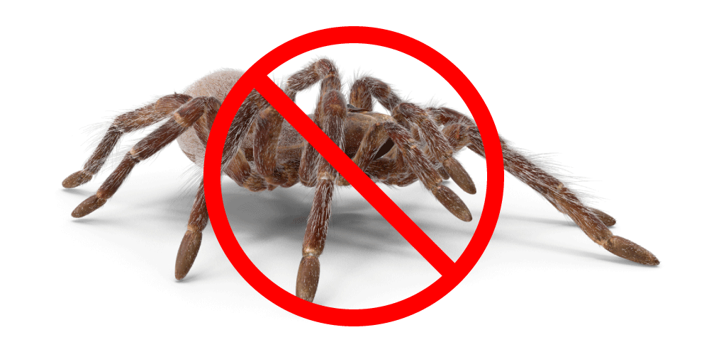 SPIDER REMOVAL