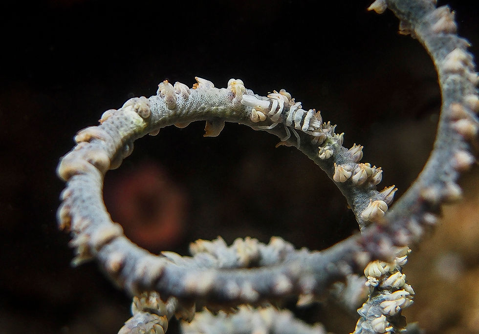 whip coral shrimp Philippines.jpg