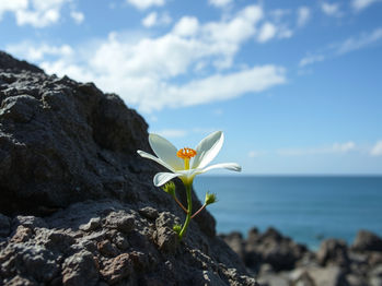ADAPTAÇÃO: Um poder e uma opção!