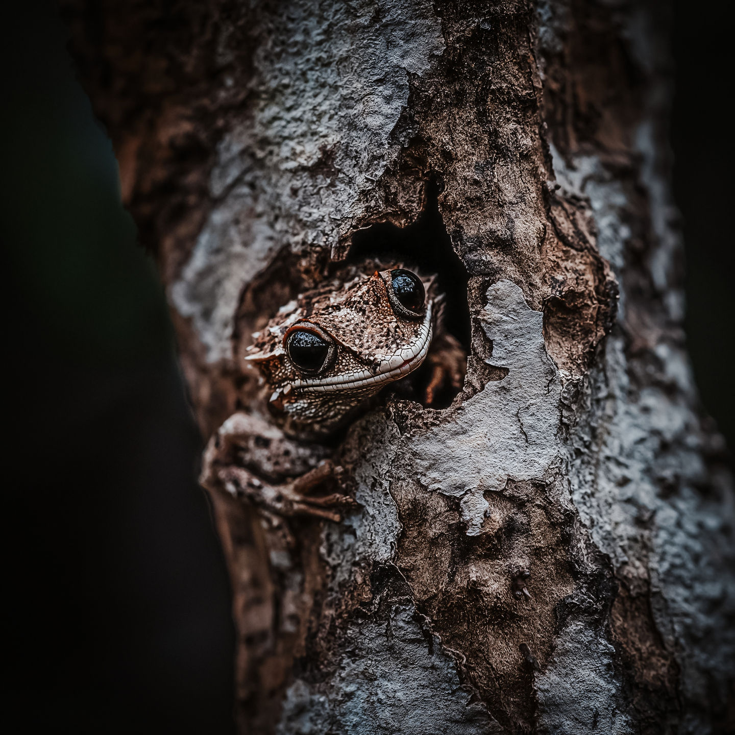 Brown treefrog resting inside a tree hollow, surrounded by rough bark. AI-generated image highlighting natural textures and forest life.