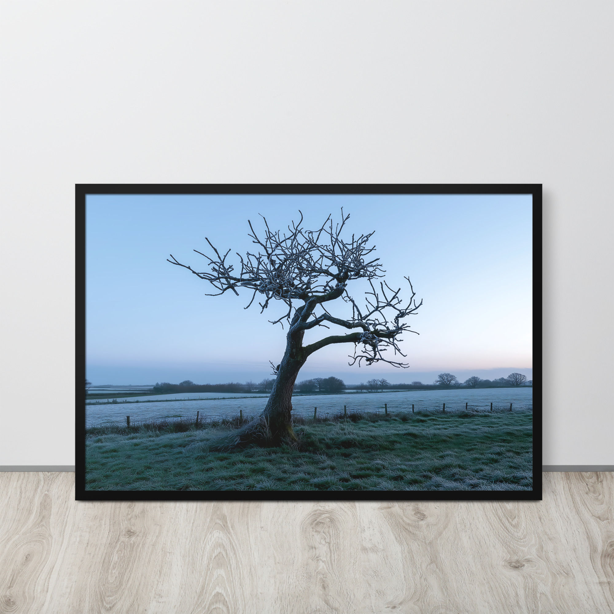 Frosted winter tree in a field