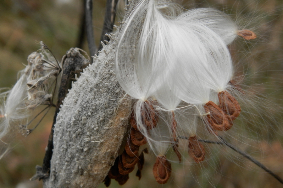 The Milkweed Answer: Faith, Stillness, and the Space Between