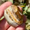 Thumbnail: Banded Honey Calcite Freeform's