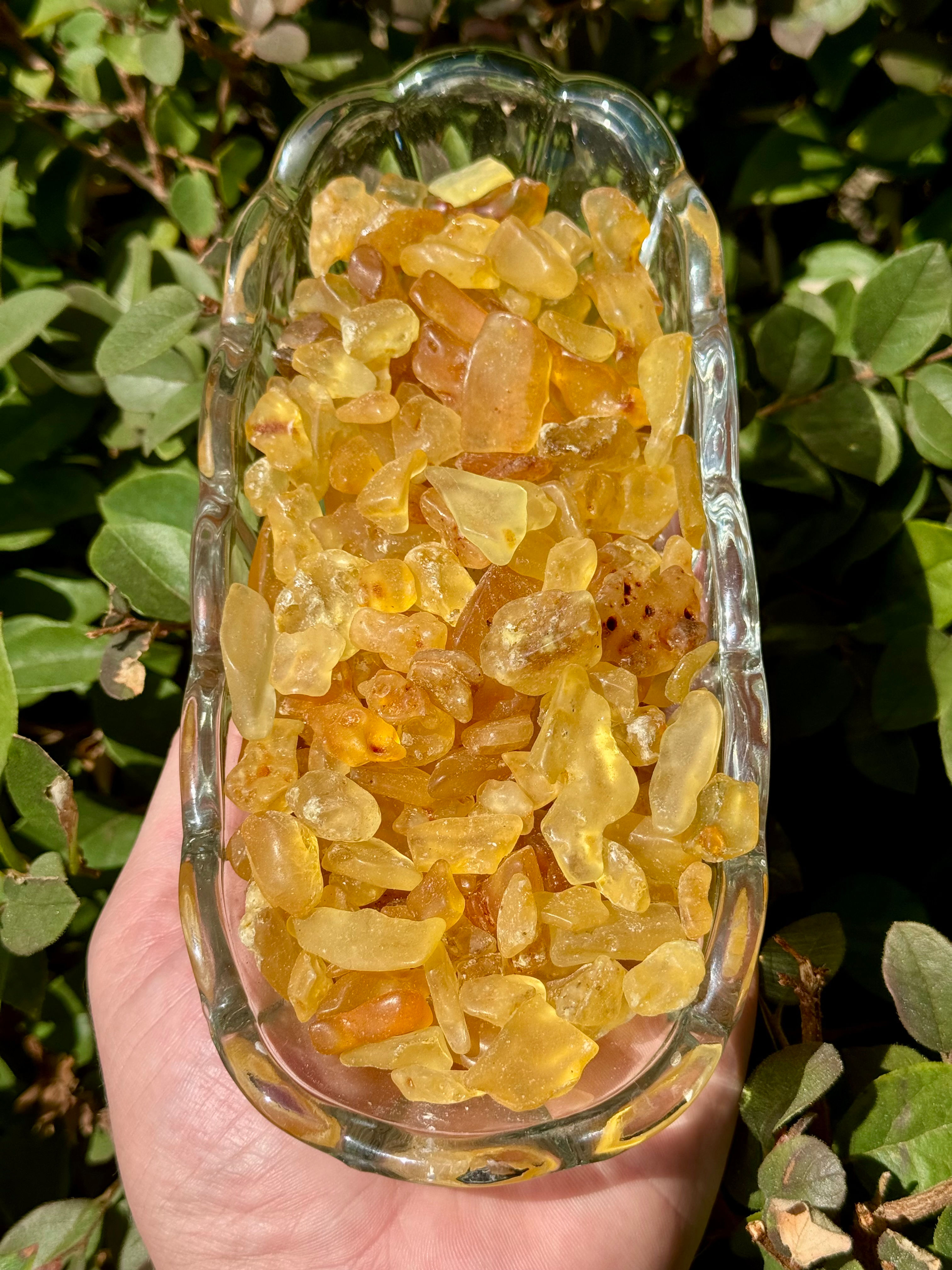 Authentic Amber Chips