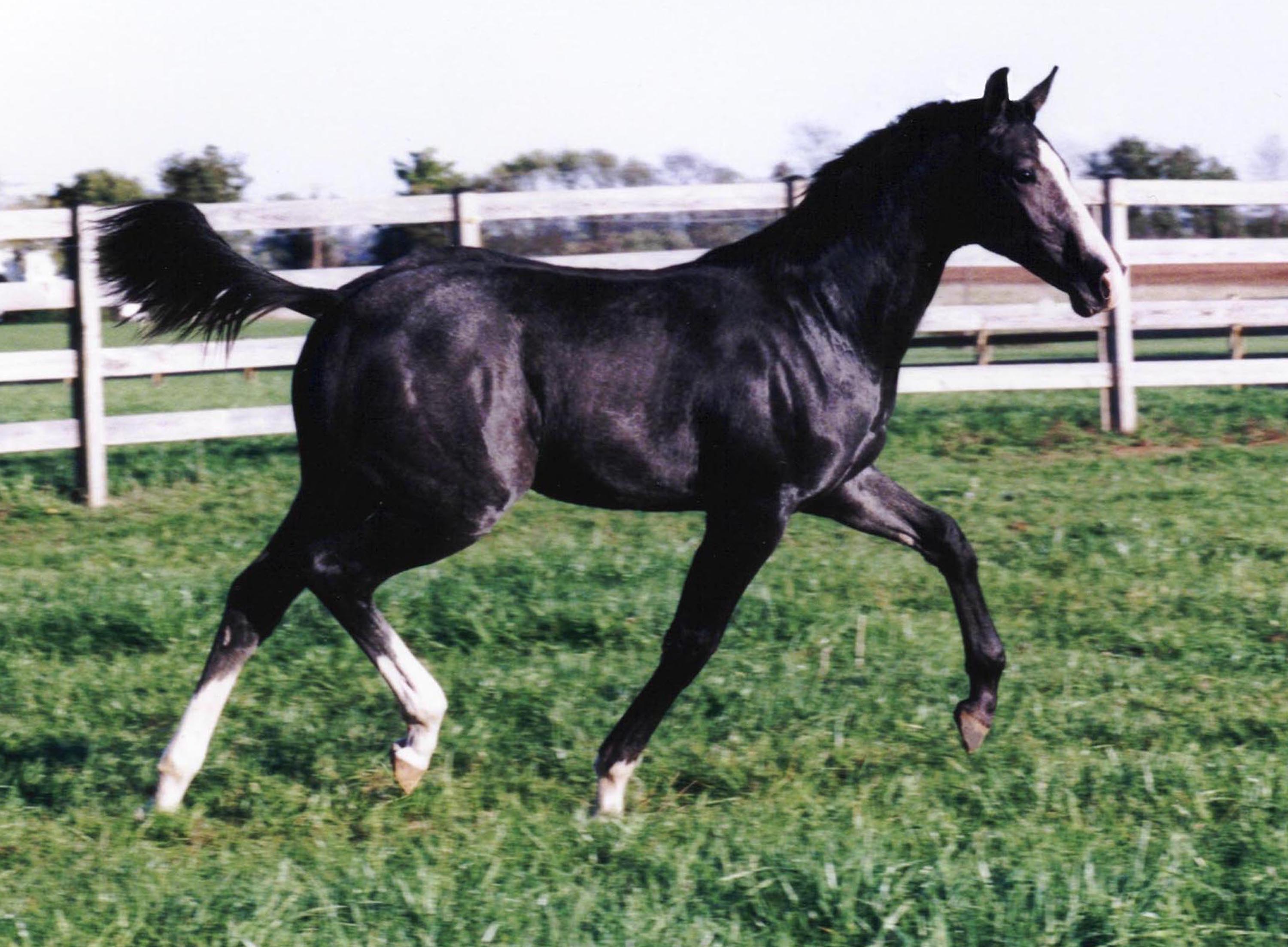 Rivermoon - Premium Colt