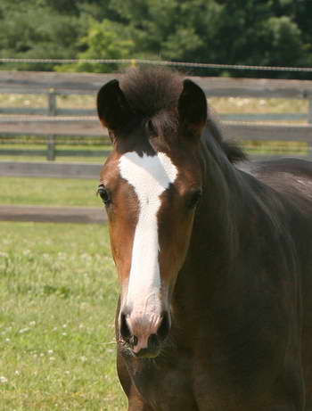 Ruzar 2008 Beautiful Head