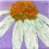 Thumbnail: White Coneflower