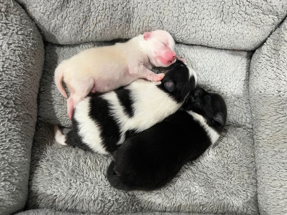 Thumbnail: Woras aka Baby Brother - Male Puppy (Connor sire & Kira dam)