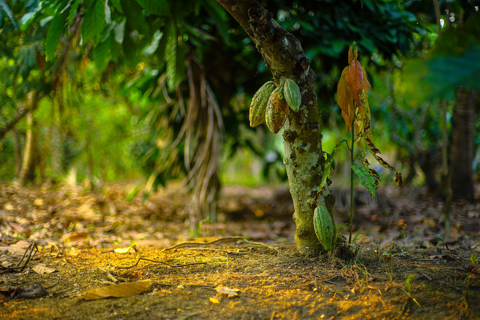 iStock-1309396788