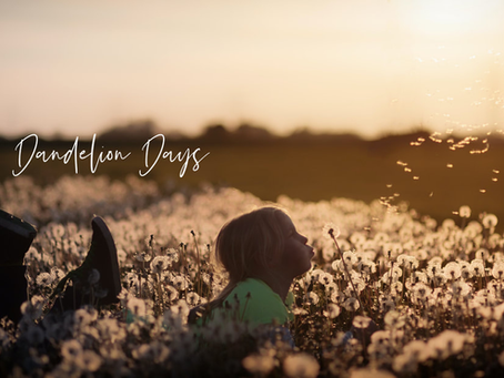 Useful in every part—root, leaf, flower. It grows quietly.