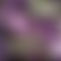 Patlıcan Ne Zaman Ekilir?