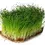 Thumbnail: Garden Narter Mikro Yeşillik Microgreen İçin Kırmızı Soğan Tohumu 12 Gr 3000 Toh