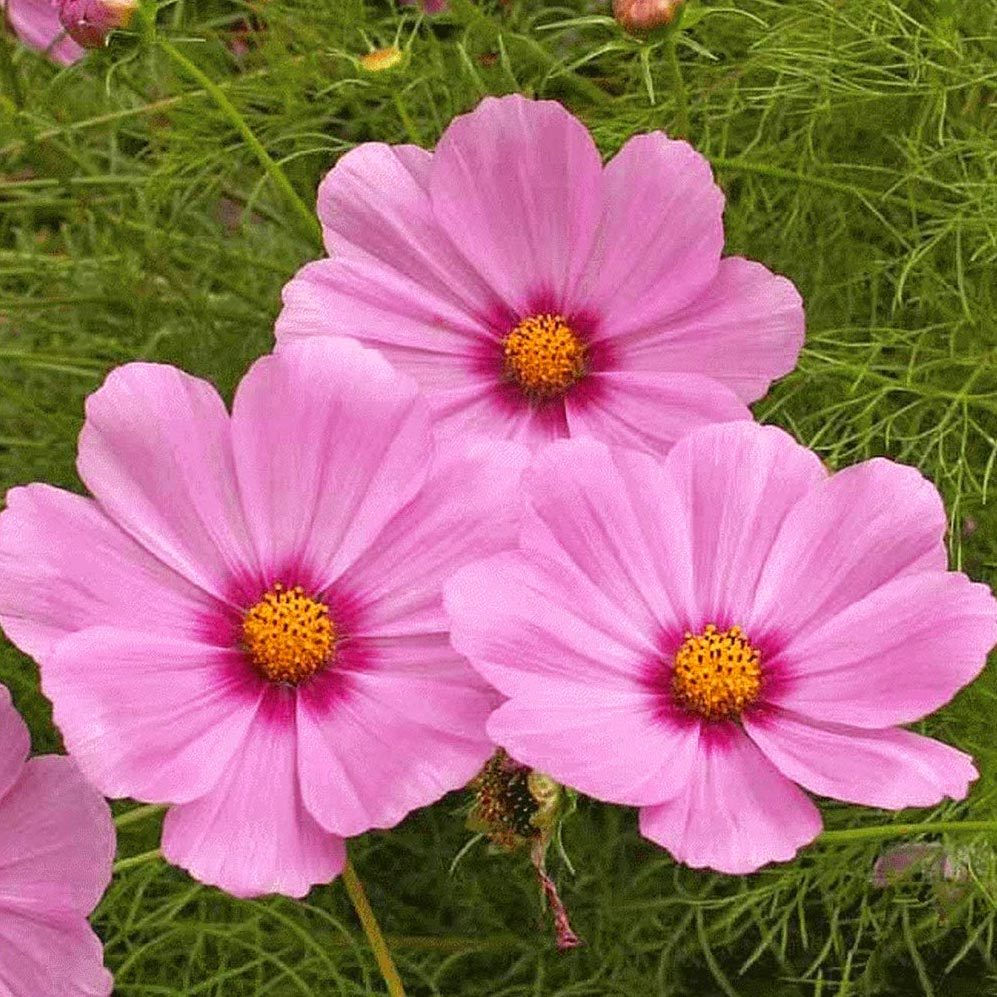 Kozmoz Çiçek Tohumu 25 Adet