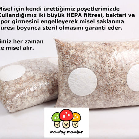 En kaliteli istiridye mantarı tohumu 