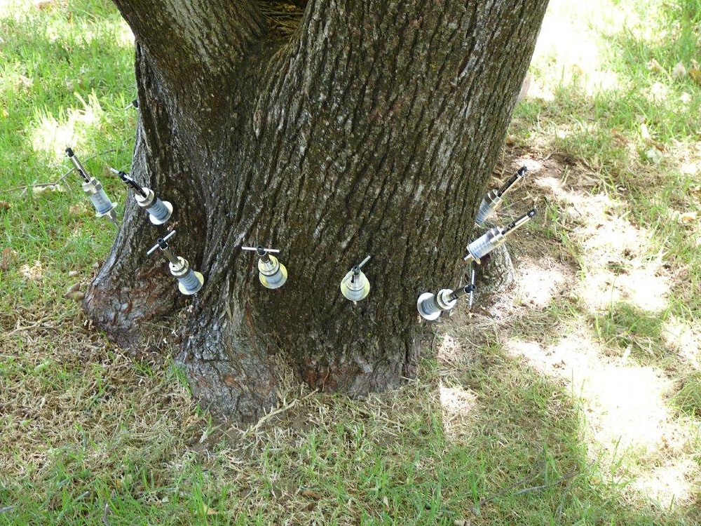 Elm Leaf Beetle Control