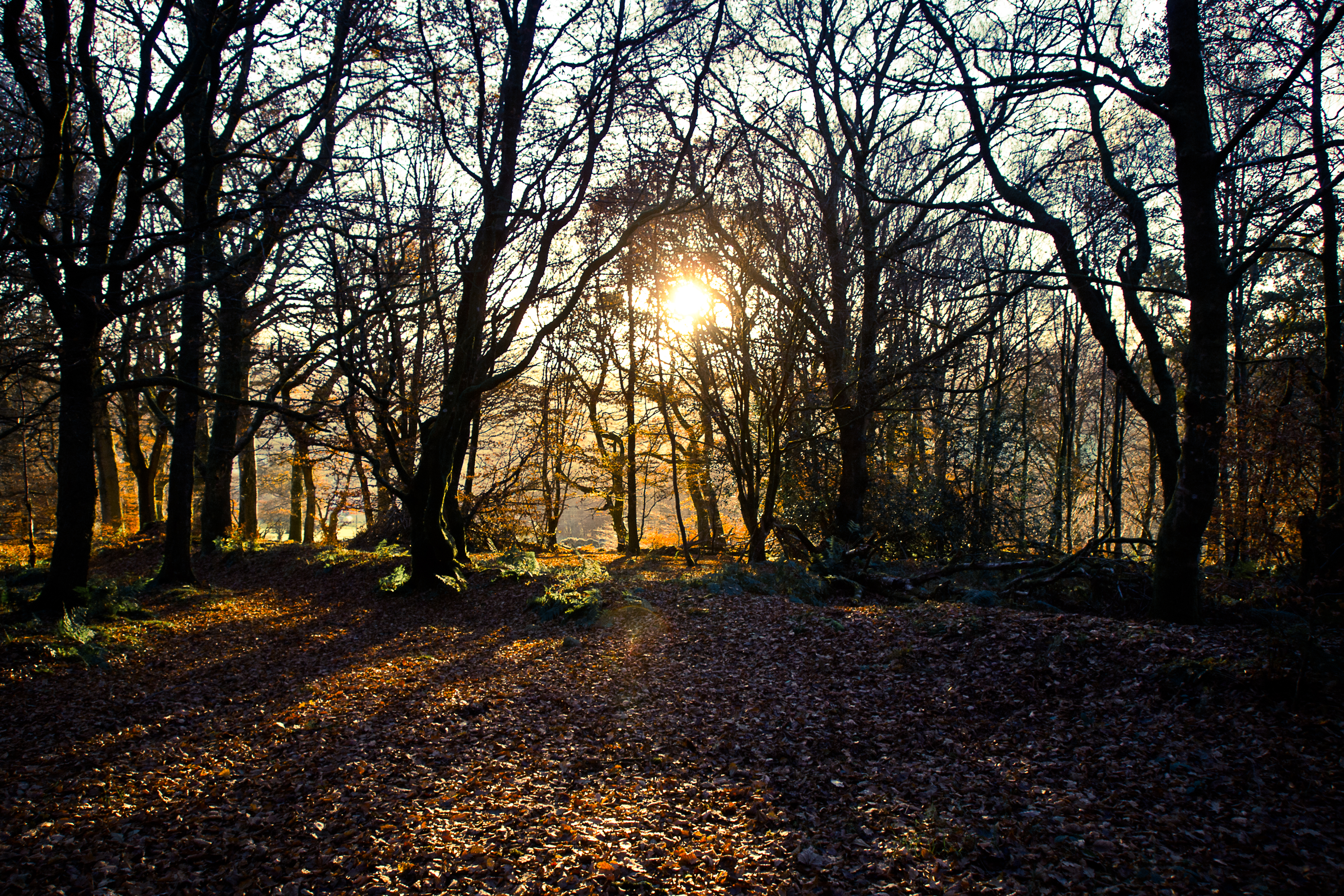 Winter Sun