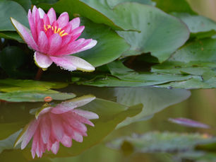 Een roze waterlelie met gele meeldraden zweeft tussen de groene lelieblaadjes en weerspiegelt duidelijk in het stille water eronder, waardoor de essentie van serene schoonheid wordt vastgelegd.