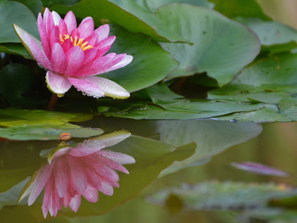 Eine rosa Seerose mit gelben Staubgefäßen schwimmt zwischen den grünen Lilienblättern und spiegelt sich deutlich im stillen Wasser darunter, wodurch sie die Essenz heiterer Schönheit einfängt.