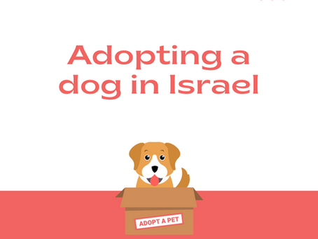 Adopting a Dog in Israel