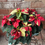 Miniatura: Poinsettia 'Red Glitter'