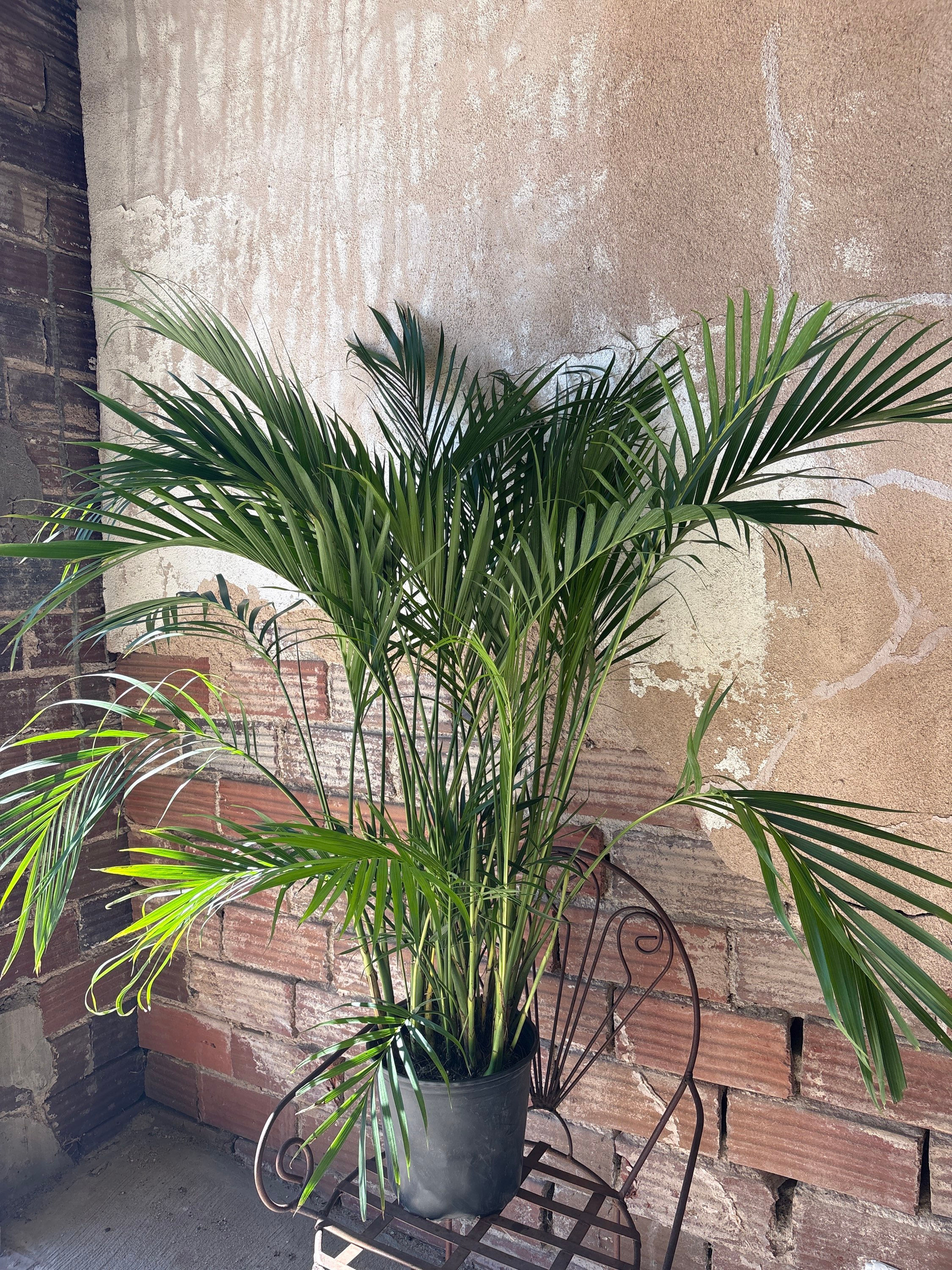 Palm 'Cataractarum'
