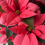 Miniatura: Poinsettia 'Pink'