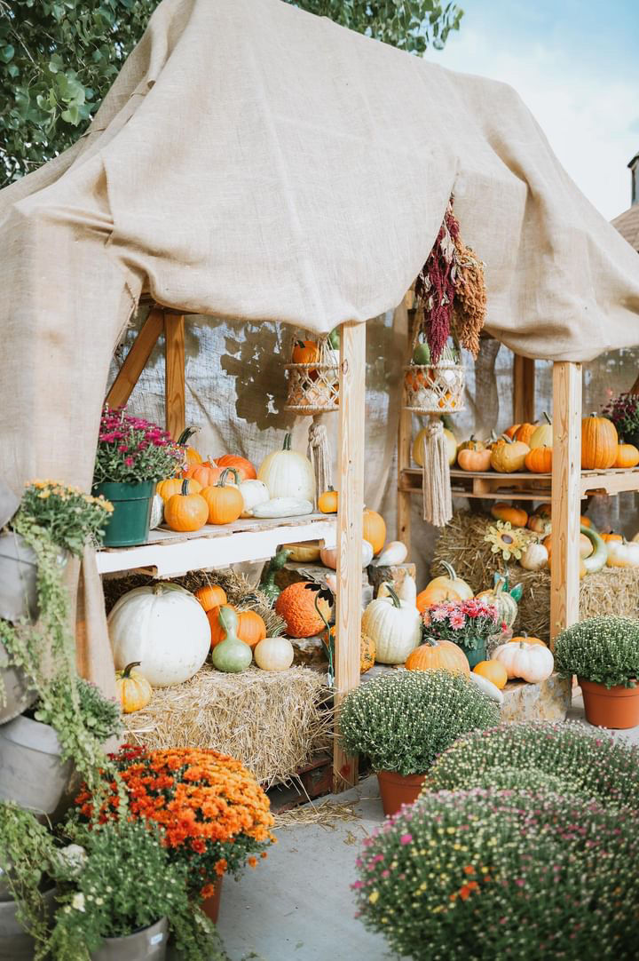 Autumn Abundance: Harvesting Tips, Winter Protection, and Planting for the Future