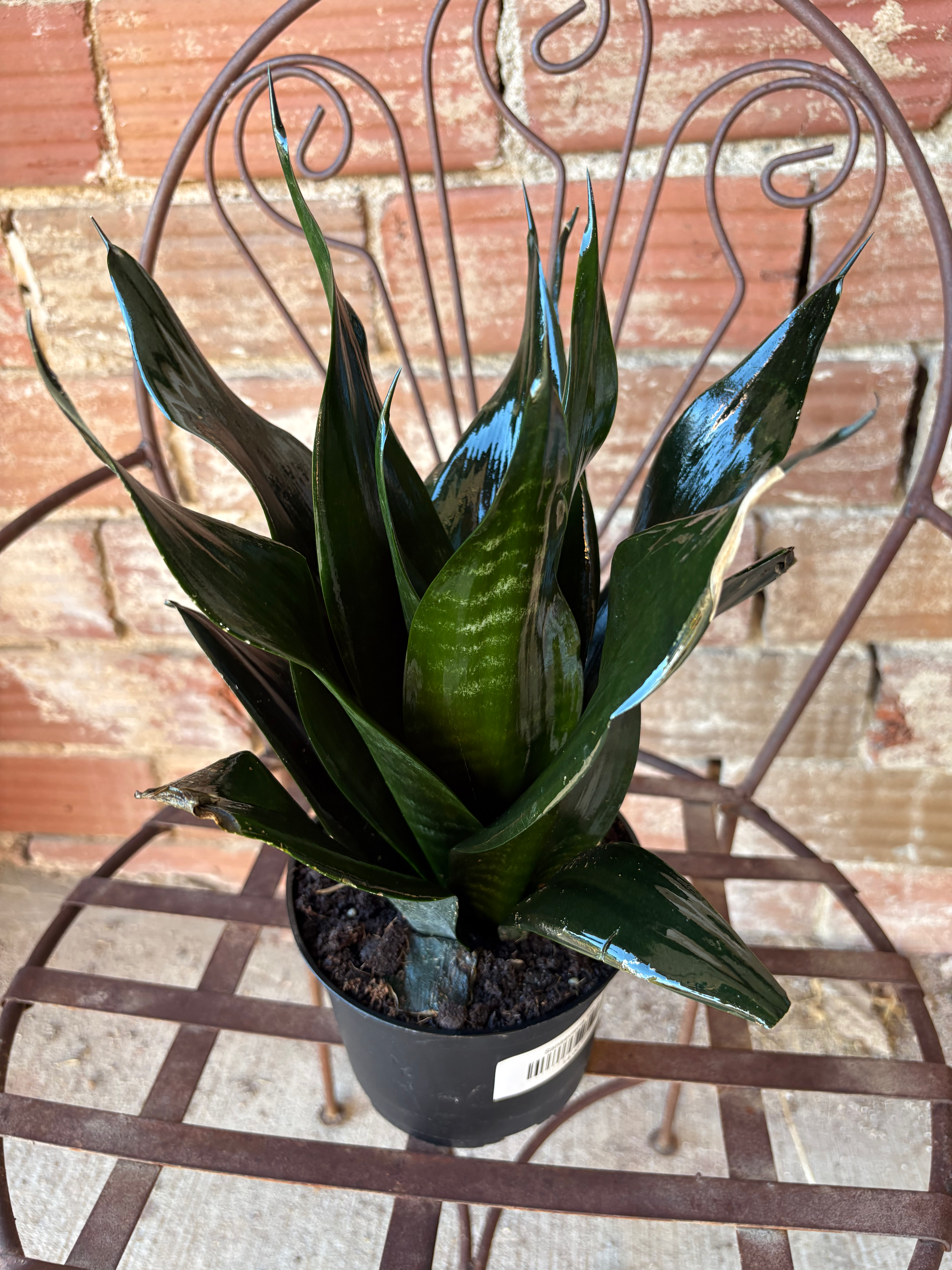 sansevieria hanii