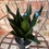 Thumbnail: sansevieria hanii